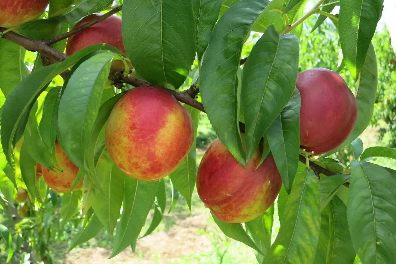 Agriturismo Fior Di Maggio Pescantina
