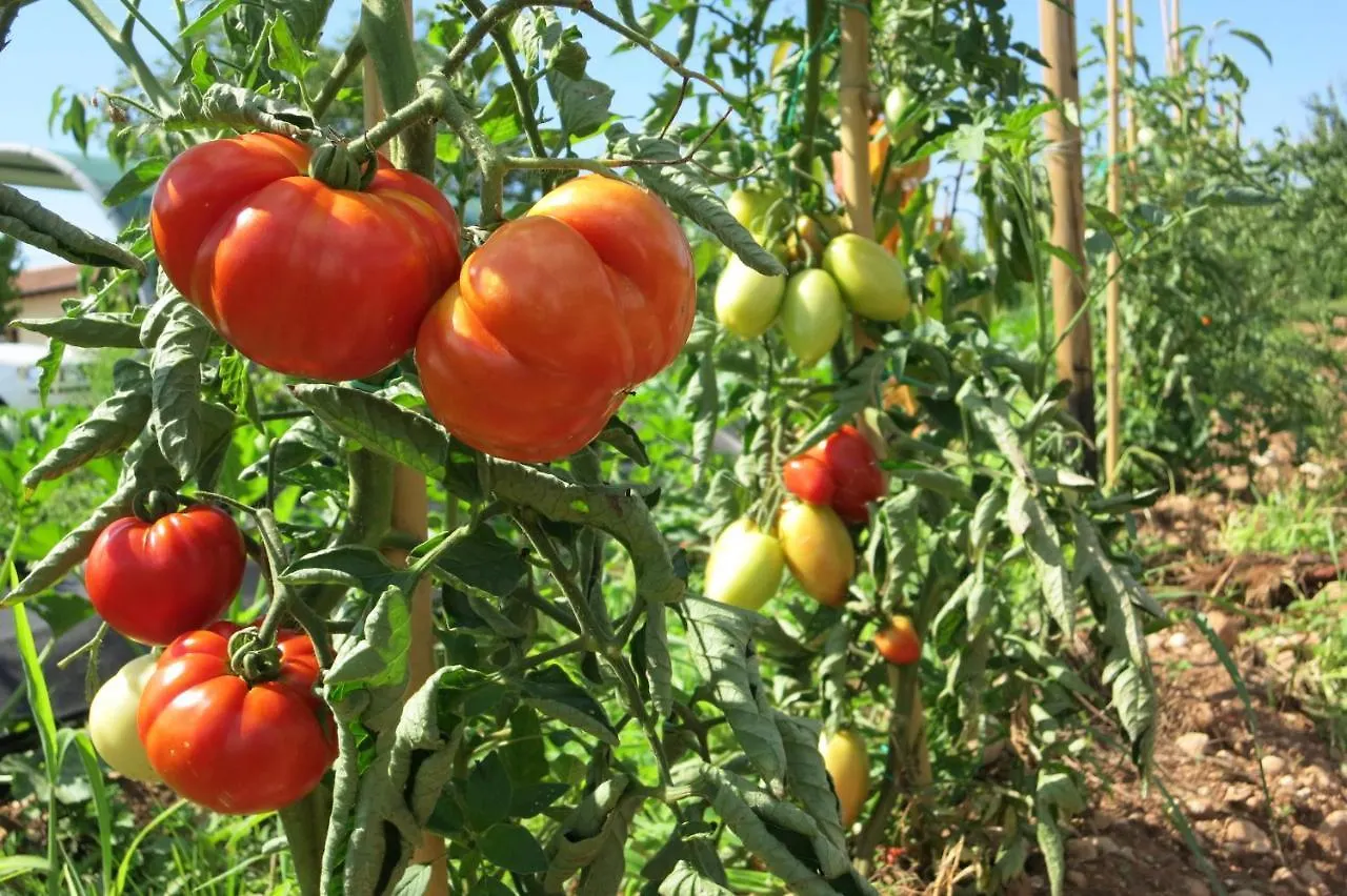 Farma Agriturismo Fior Di Maggio Pescantina